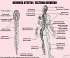 Нервной системы